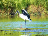 Jabiru Stork